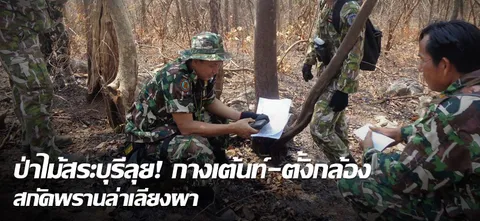 ป่าไม้สระบุรีลุย! กางเต็นท์-ตั้งกล้อง สกัดพรานล่าเลียงผา