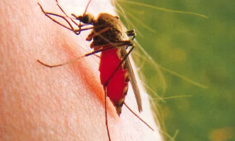 สธ.ชู'โฮมิโอพาธีย์'แพทย์ทางเลือกป้องกัน'ไข้เลือดออก'