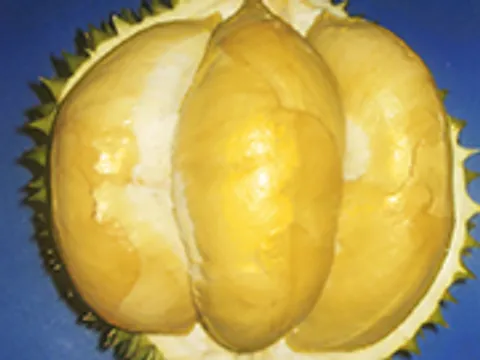 "ทุเรียนทองกมล" เนื้ออร่อยกับที่มาของพันธุ์
