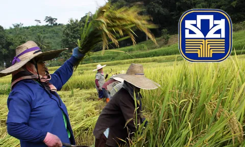 15วันกองทุนช่วยชาวนายอดสมทบรวม 1,166 ล้าน