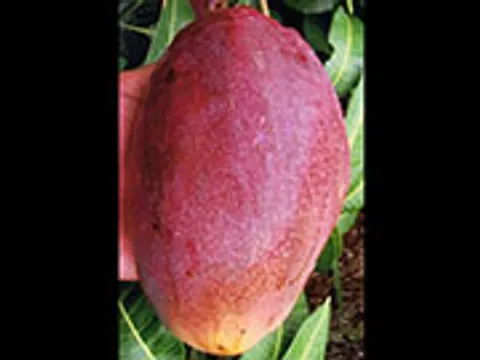 "มะม่วงฉื่อมี่" หวานกลิ่นน้ำผึ้ง