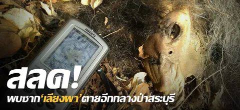  สลด!พบซาก'เลียงผา'ตายอีกกลางป่าสระบุรี