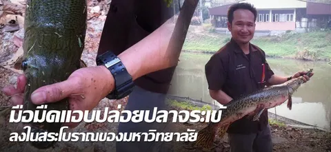 มือมืดแอบปล่อยปลาจระเข้ลงในสระโบราณของมหาวิทยาลัย