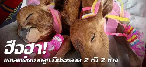 ฮือฮา!ขอเลขเด็ดซากลูกวัวประหลาด 2 หัว 2 หาง 