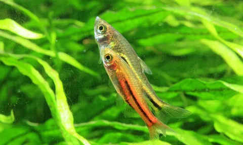 ลุยจัดงานเกษตรแฟร์ มีโชว์ทีเด็ดปลาใกล้สูญพันธุ์