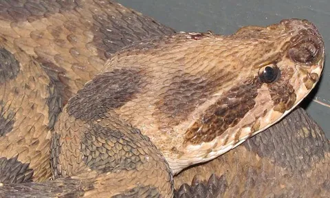 พิษงูแมวเซา เพลาสมองเสื่อม