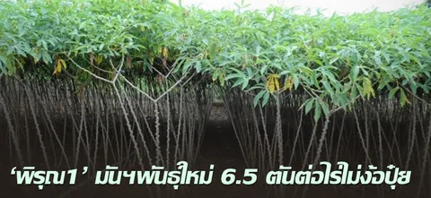 "พิรุณ1" มันฯพันธุ์ใหม่ 6.5 ตันต่อไร่ไม่ง้อปุ๋ย