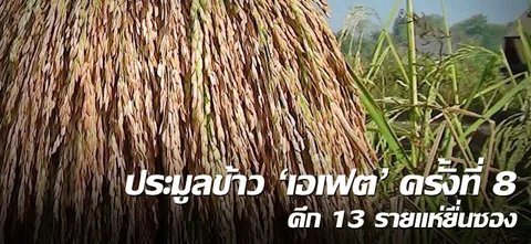 ประมูลข้าว'เอเฟต'ครั้งที่ 8 คึก 13รายแห่ยื่นซอง