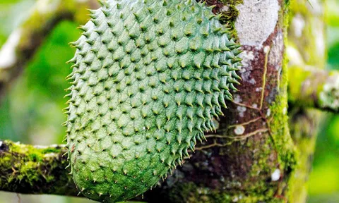 ไขปริศนา "ทุเรียนเทศ" แก้มะเร็ง..ไตพัง