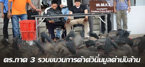 ตร.ภาค3รวบขบวนการค้าตัวนิ่มมูลค่านับล้าน