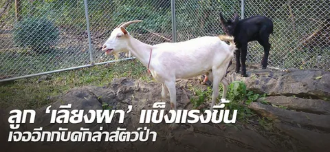 ลูก'เลียงผา'แข็งแรงขึ้น เจออีกกับดักล่าสัตว์ป่า