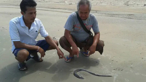 ประมงโวยปลาย้ายหนี 'ก้อนน้ำมัน' ยังไม่รู้ที่มา