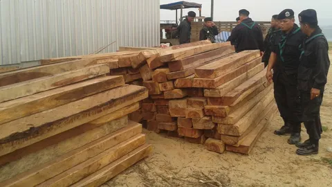 ตะลึง!แหล่งพักไม้พะยูง โกดังหลังบ้านอดีตส.จ