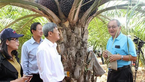 ตามไปดูปาล์มพันธุ์ใหม่ กว่าจะได้ไร่ละ 7 ตัน