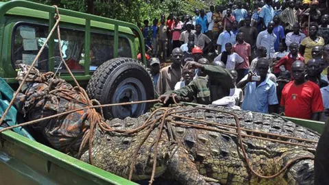 ตะลึง!! จระเข้ยักษ์ 1,000 กก. โดนจับได้ในยูกันดา