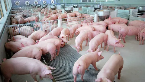 คนเลี้ยงหมูบ่นบักโกรก