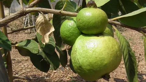 ฮือฮา! ฝรั่งแฝดสาม ขอลูบแป้งหาเลขเด็ด