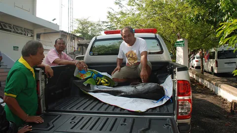 ทน.ตรังแจ้งความ คนยิงปลาบึกใน‘กะพังสุรินทร์’ 