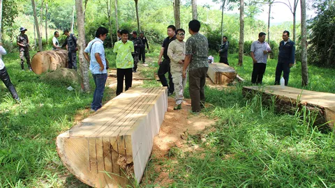 ลุยจับแก๊งโค่น 'ต้นตะเคียน' อายุกว่า 100 ปี