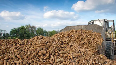 เอกชนมั่นใจราคามันสำปะหลังมีแนวโนัมปรับเพิ่มขึ้น