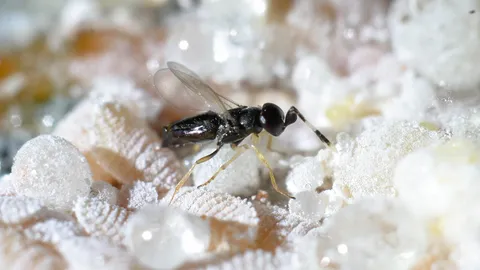 เพลี้ยแป้งสีชมพู เอเลี่ยนเขมือบมันสำปะหลัง