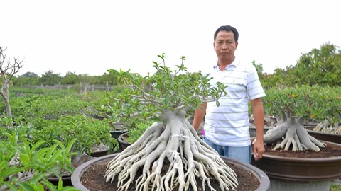 ชีวิตใหม่...ไม้ประดับ “ชวนชม”