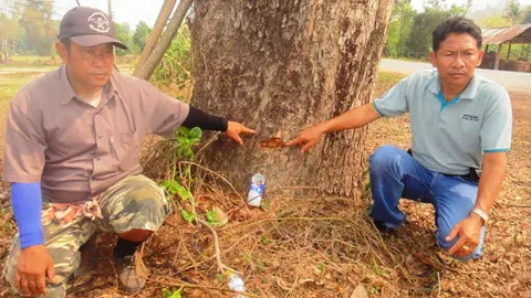 คนน่านโวยเจาะรูวางยา‘จามจุรียักษ์’อายุ100ปี