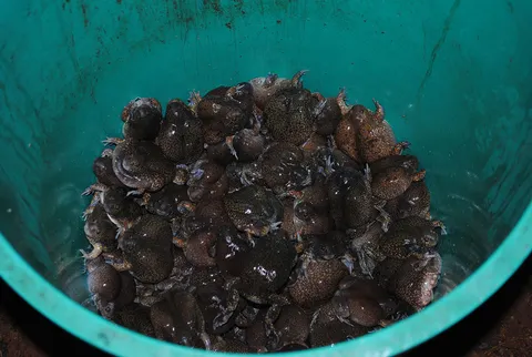 แห่จับ 'อึ่งกรอบ' ขาย กก.ละ200 เปิบเมนูแซ่บ!