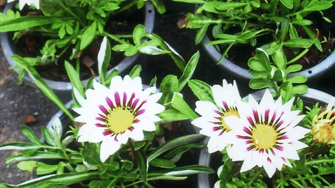 "พระจันทร์ทรงกลด" สวยมีหลายสี