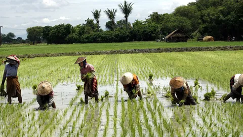 ธกส.ยันควักเงินกองทุนชาวนา ทยอยจ่ายจำนำข้าววันละกว่า1พันล.