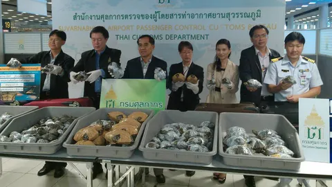 จับเต่าอินเดีย 225 ตัว ลอบส่งเข้าทางสนามบินสุวรรณภูมิ  