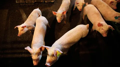 ยกเครื่องในหมู ใส่แทนตับไตคน