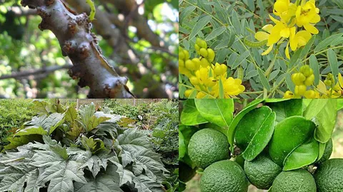 ปลุก 4 พืชสมุนไพรไทย ขย่มยาพาราเซตามอล