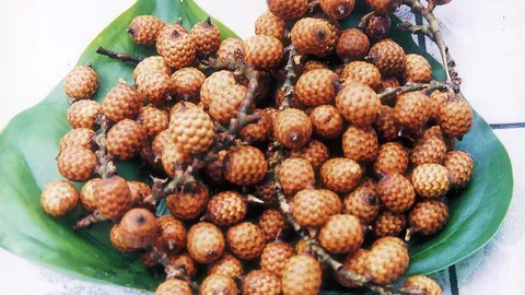 “หวายน้ำ” ยอดอ่อนอร่อย