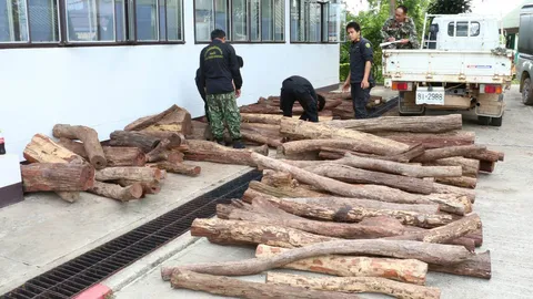 จนท.เชียงราย ยึดไม้พะยูง 106 ท่อนเตรียมส่งลาว
