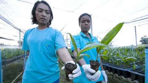 ราคายางพารายังปิ๋ว สกย.ชวนปลูกปาล์ม