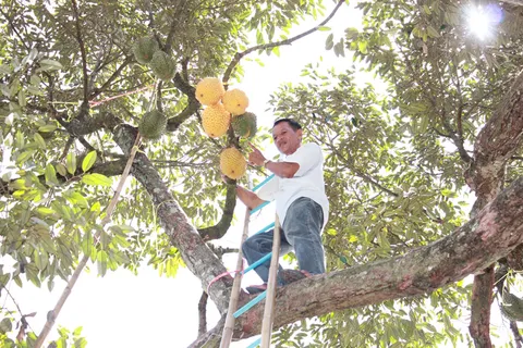 ฮือฮา 'ทุเรียนสีทอง' มี 5 ลูกที่สวนเมืองจันท์ คนแห่ไหว้