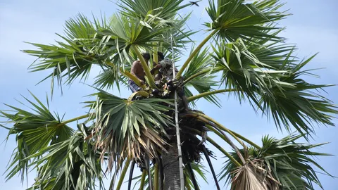 ร้อนจัด! เฒ่าเมืองเพชรปีนต้นตาล เป็นลมติดคายอด