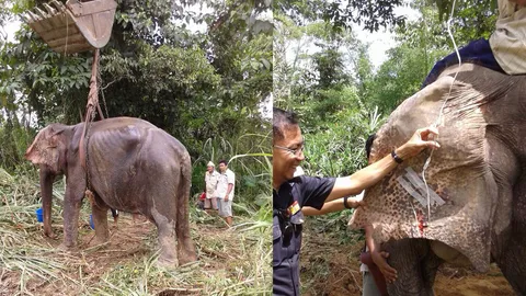 ช่วยช้างพังวัย 55 ปีล้มป่วยไม่มีแรง ต้องใช้แบ็กโฮฉุดให้ลุก