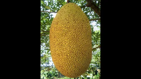 “ขนุนเหลืองระยอง” ผลใหญ่สวยเนื้ออร่อย