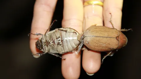 เริ่มแล้ว! ฤดูล่า 'แมงอีนูน' ทำได้สารพัดเมนู