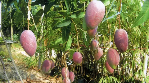 "มะม่วงหงส์จินหวง" ดิบสุกอร่อยปลูกคุ้ม