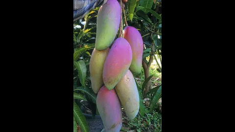 "มะม่วงไต้หวัน" กับ สายพันธุ์ยอดนิยมเนื้ออร่อย