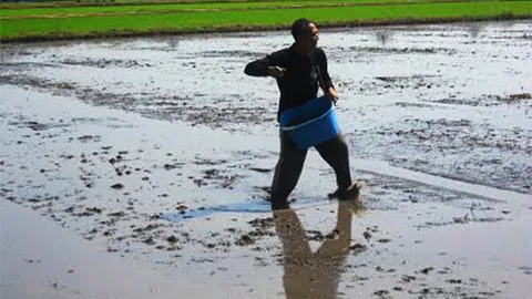 กรมข้าวลดกระหน่ำ พันธุ์ไม่ไวแสงระลอก2