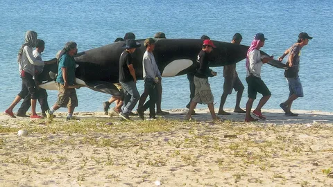 ‘น้องฝ้าย’ว่ายน้ำอย่างกะเงือก