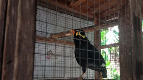 ฮือฮา!นกขุนทองแสนรู้เห่า-เฝ้าบ้านแทนสุนัข