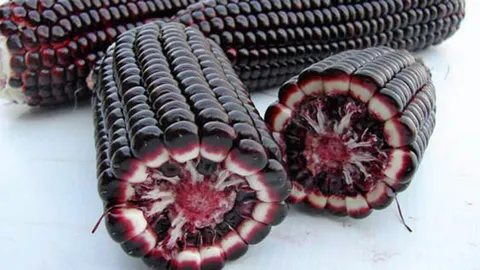 ข้าวโพด...เพื่อคนรักสุขภาพ