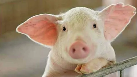 พณ.สั่งลดราคาหมูเป็นหน้าฟาร์ม