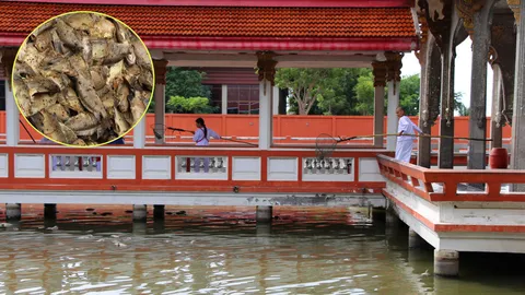 ชี้มีคนทิ้ง "ขนมปังเน่า" สาเหตุปลาตายวัดหนองคราม 