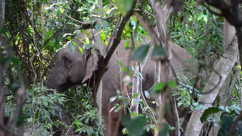 เฝ้าระวังช้างพลายหนัก 3 ตันบาดเจ็บ-บุกสวนผลไม้จันทบุรี  